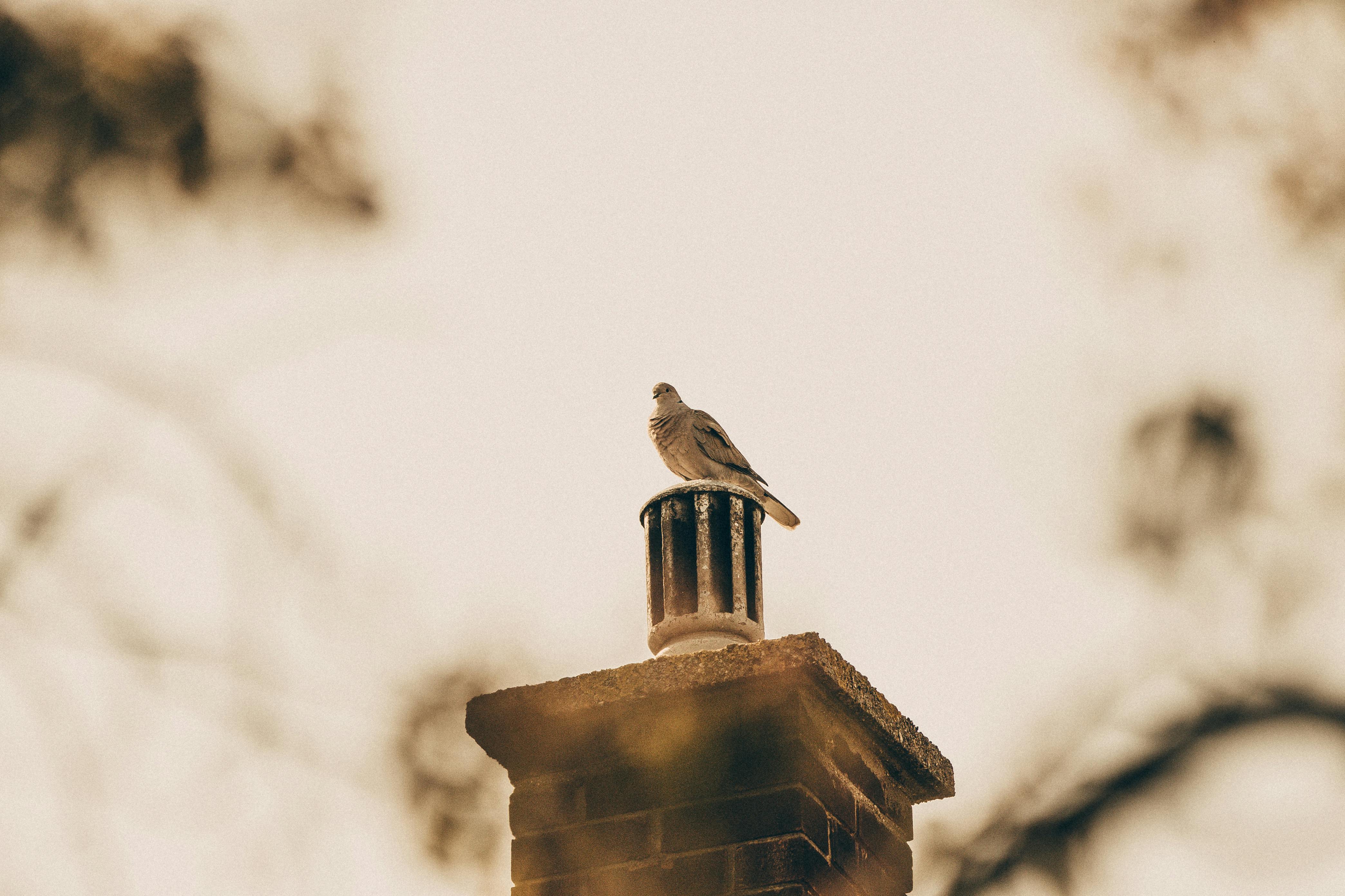 Expert Chimney Cap Installation in Raynham, Massachusetts